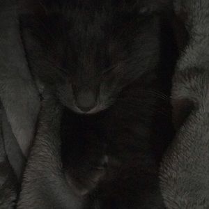 Meet your Posher, Sydney